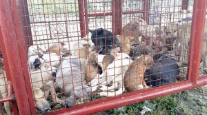 CANINE CRUELTY. Part of the 71 dogs hemmed in cages showing two dead bloadted bodies while those still alive were shot in the head and thrown into a nearby ditch.