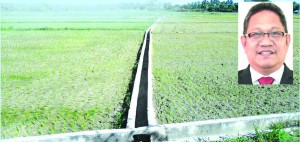 RAINLESS. Cracked rice field and empty canals are common sights in the countryside with the prevailing El NiÃ±o which PAGASA Administrator Vic Milano says will last until May or June this year.