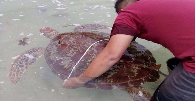 sea turtle albur